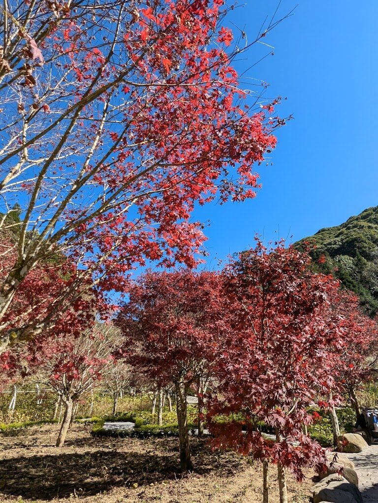 杉林溪自由行必看｜絕美景點推薦，避開遊客群避暑兼賞景