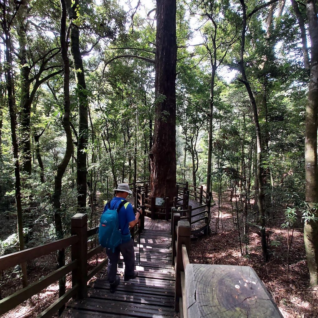 觀霧山莊必遊景點|讓你不虛此行的理由