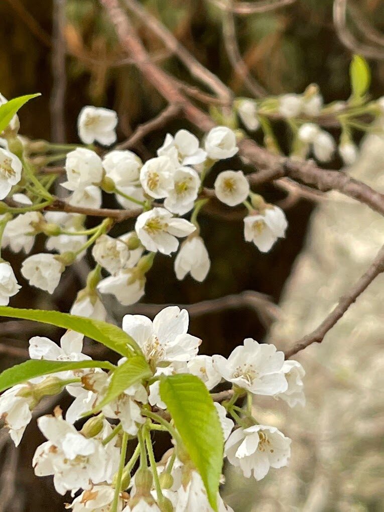 觀霧山莊必遊景點｜讓你不虛此行的理由