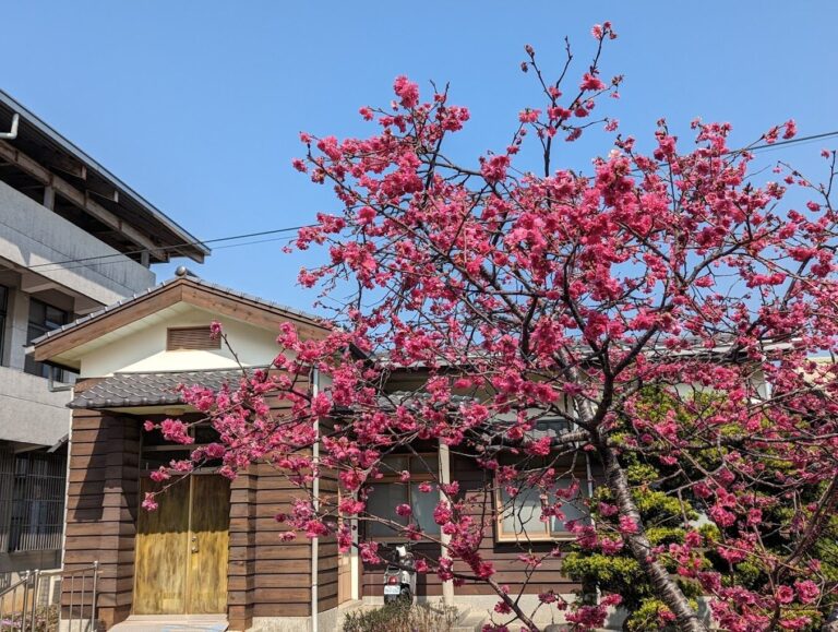 泰安櫻花賞花攻略｜2025年最佳觀賞時間與地點推薦
