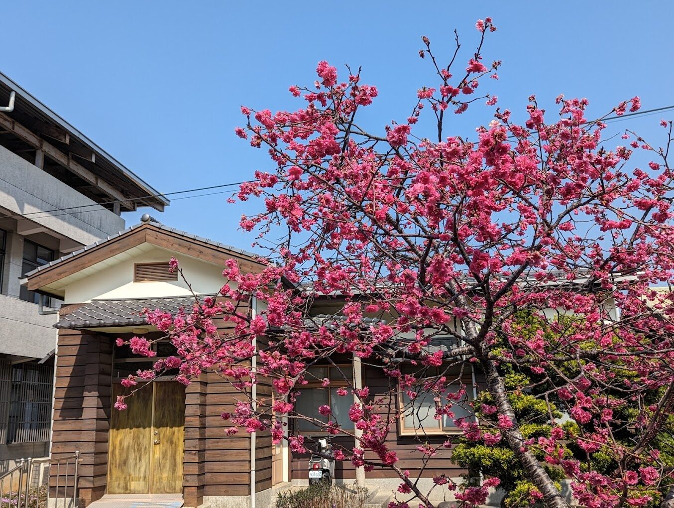 泰安櫻花賞花攻略｜2025年最佳觀賞時間與地點推薦