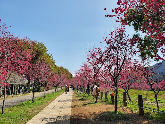 遊客漫步於櫻花步道