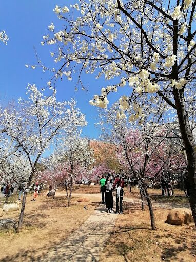 櫻花樹下繽紛花草