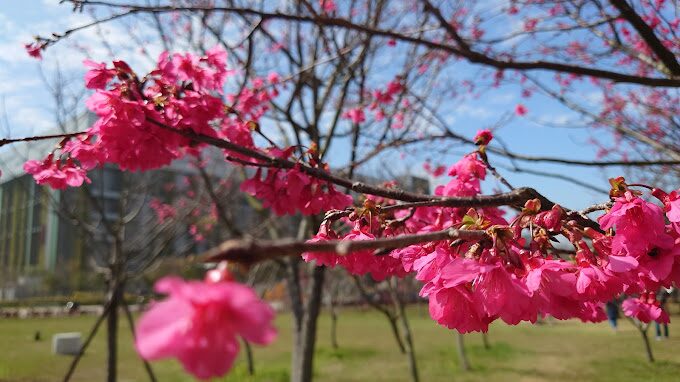 茂密的粉紅櫻花林