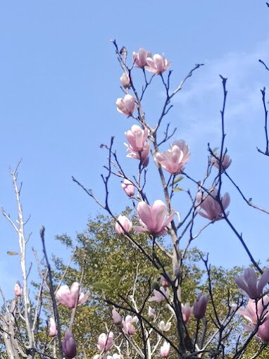 壯觀的櫻花林景致