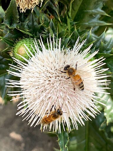 花團錦簇的櫻花