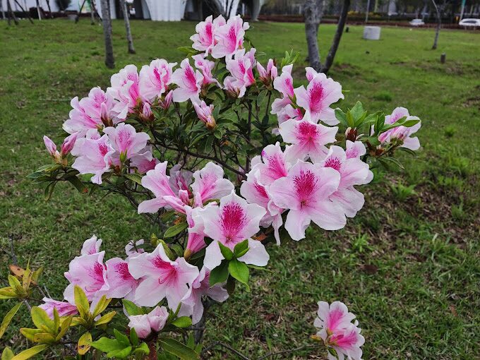 浪漫的櫻花景色