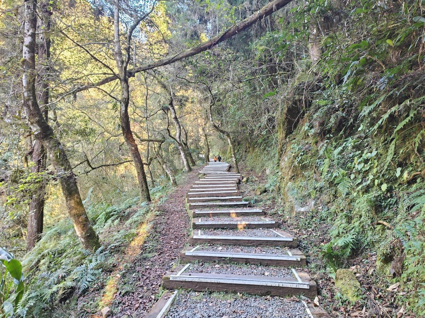 杉林溪旅遊攻略｜探索隱藏在台灣山林中的自然秘境