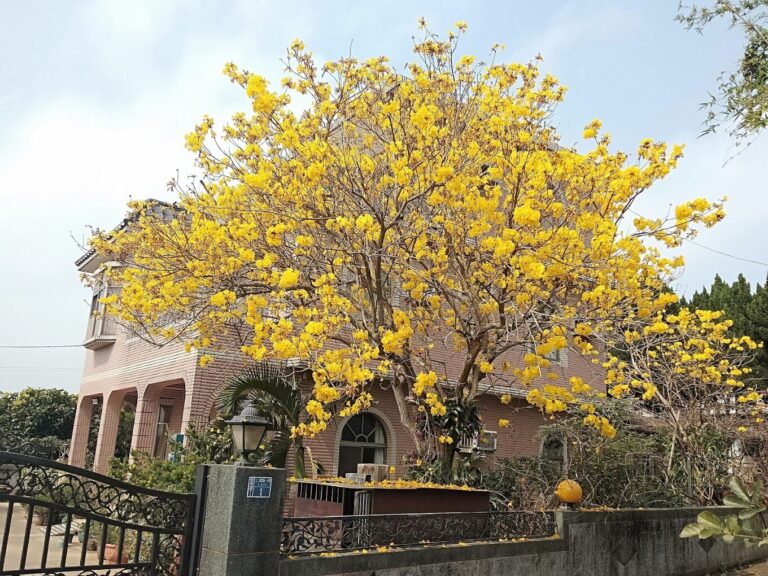 黃花風鈴木賞花指南：如何規劃你的2025春季花海之旅？