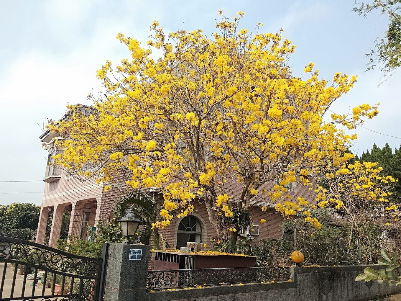 黃花風鈴木賞花指南：如何規劃你的2025春季花海之旅？