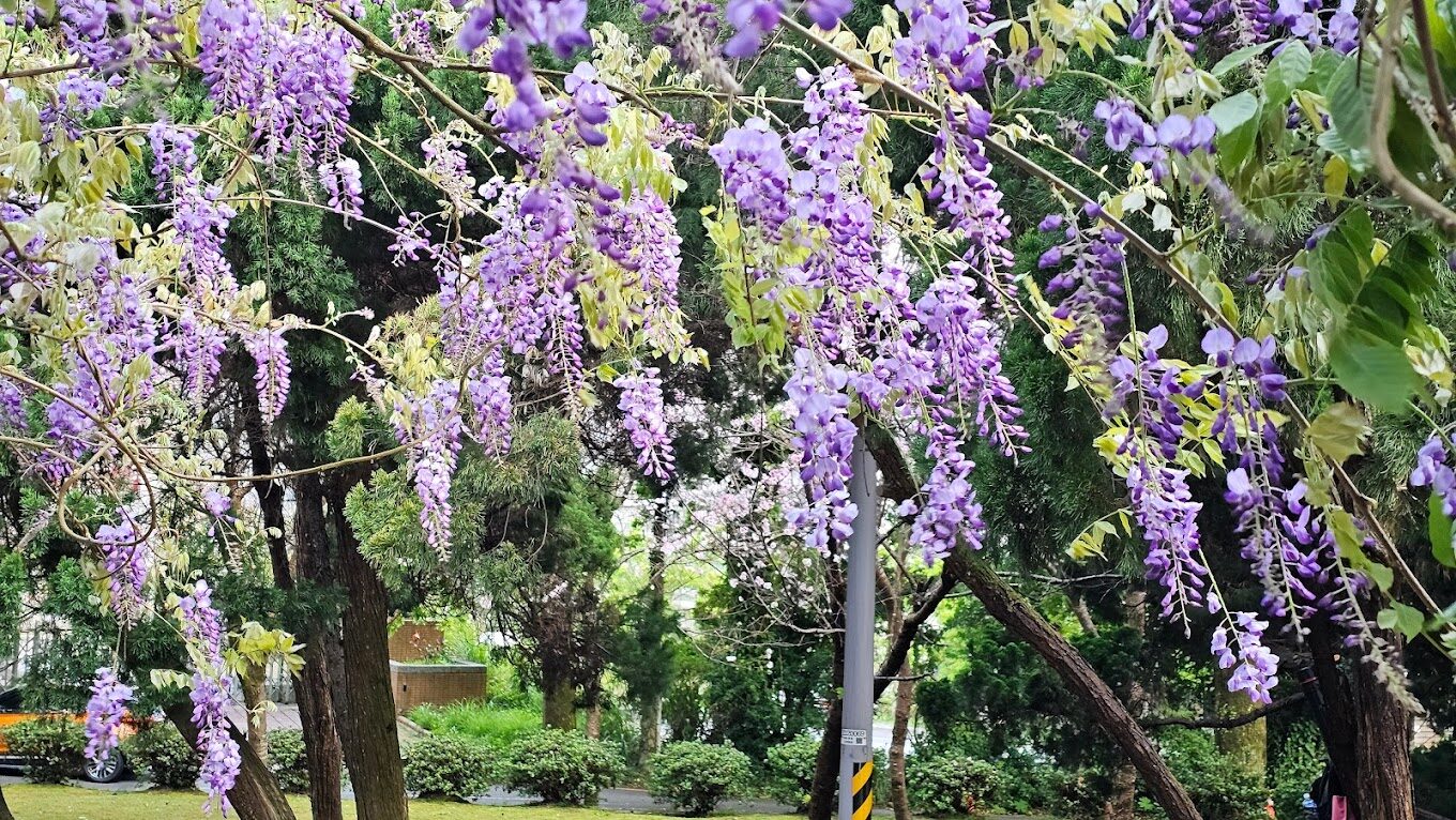 紫藤花的魅力探索:台灣紫藤花最佳賞花景點推薦