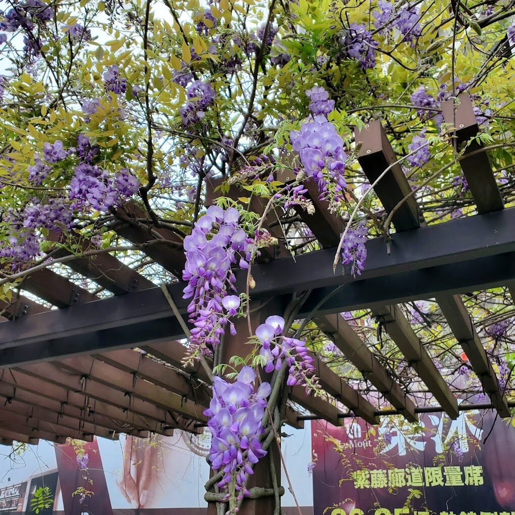 紫藤花的魅力探索:台灣紫藤花最佳賞花景點推薦