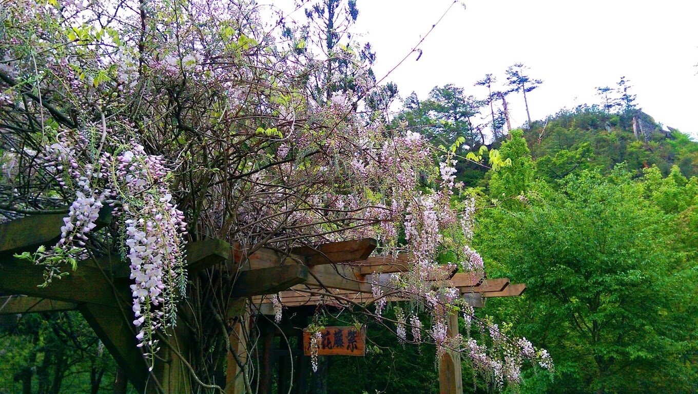 紫藤花的魅力探索:台灣紫藤花最佳賞花景點推薦