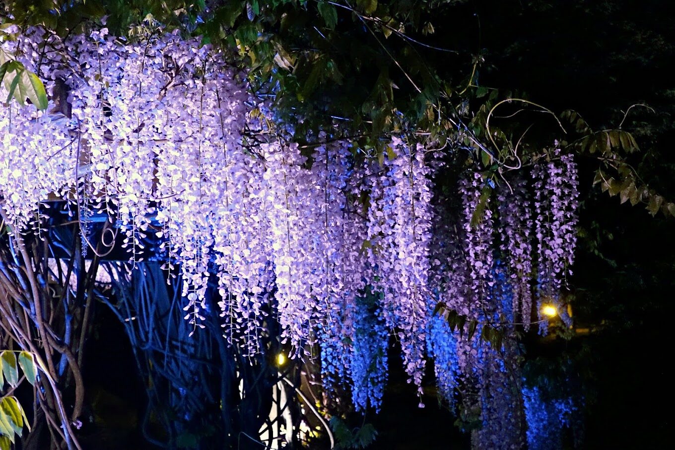 紫藤花的魅力探索：台灣紫藤花最佳賞花景點推薦