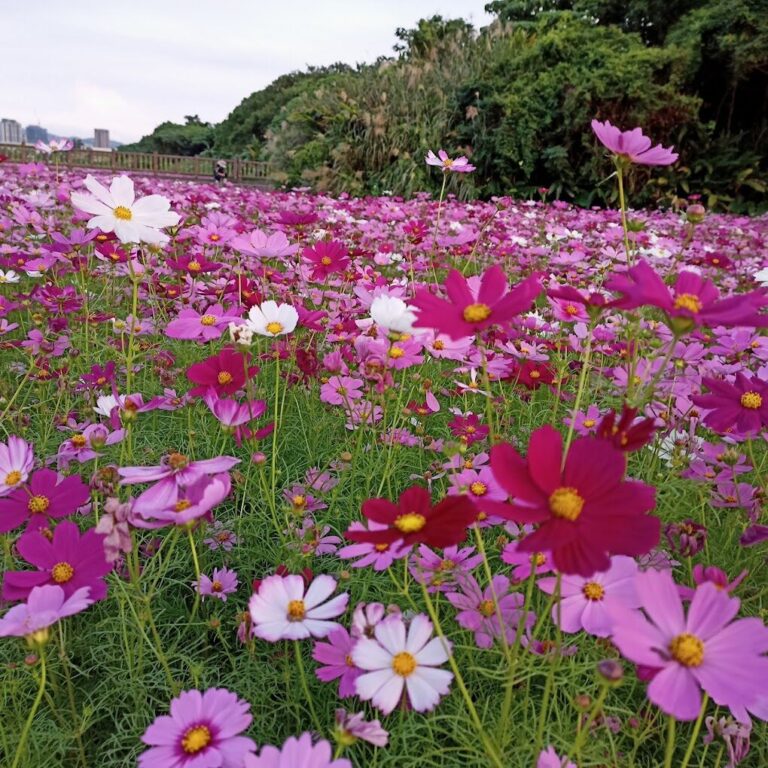 關渡花海必去亮點：享受最美旅遊體驗