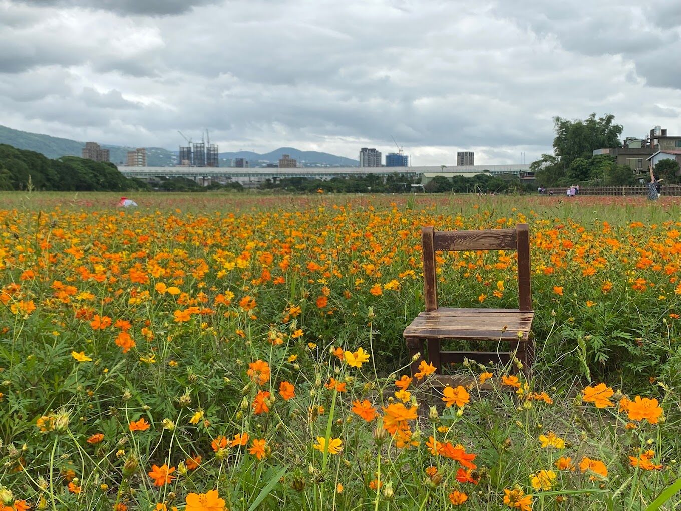 關渡花海必去亮點：享受最美旅遊體驗
