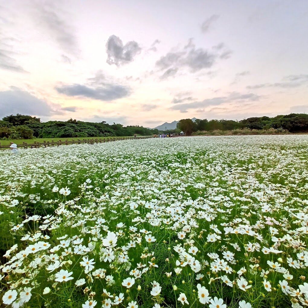 關渡花海必去亮點：享受最美旅遊體驗
