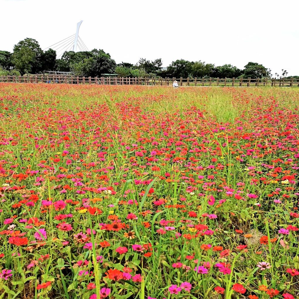 關渡花海必去亮點：享受最美旅遊體驗