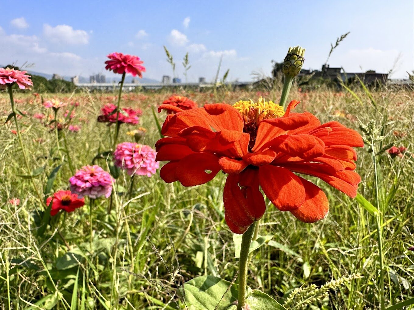 關渡花海必去亮點：享受最美旅遊體驗