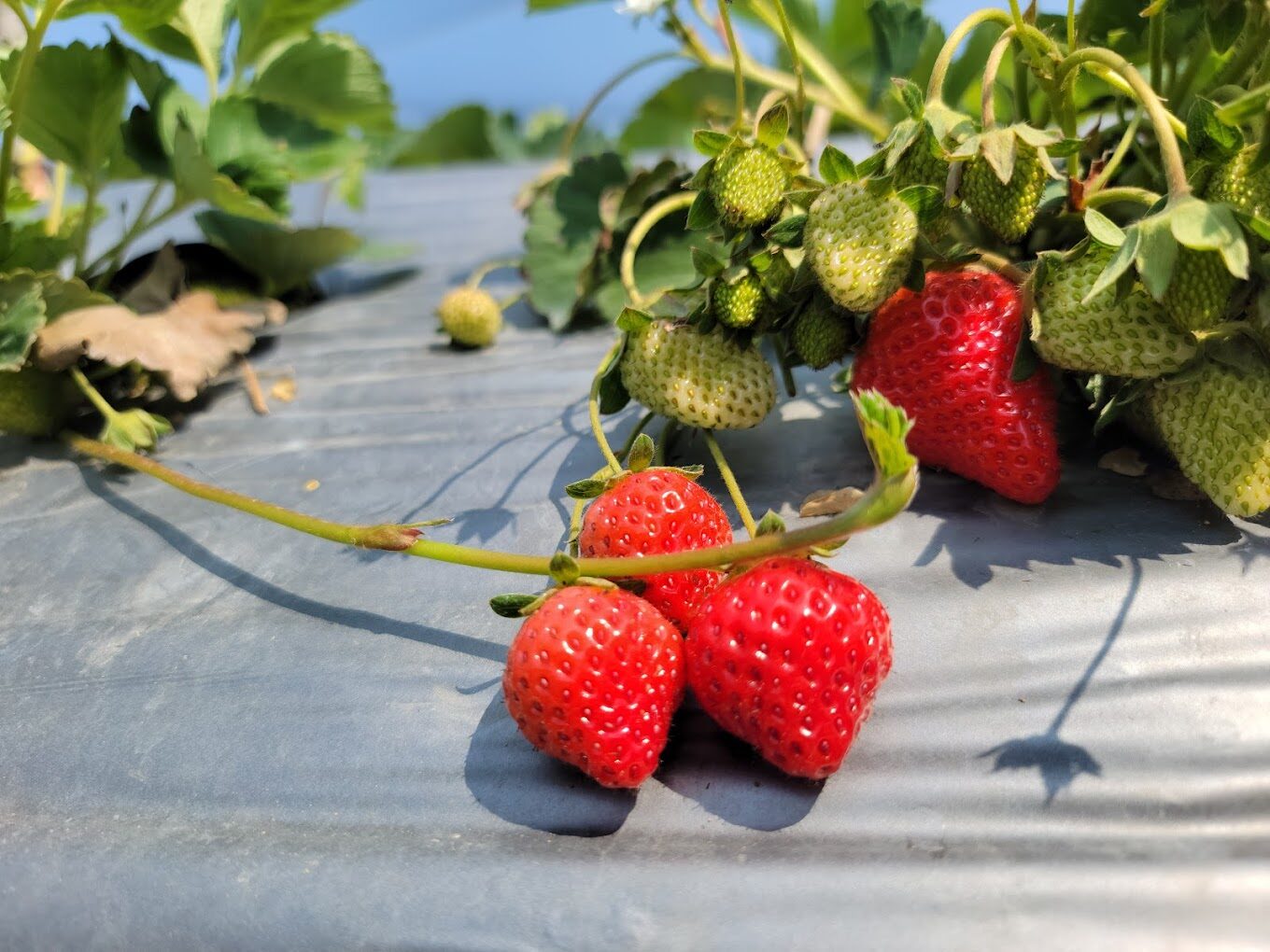 苗栗景點不可錯過的秘密：絕美隱藏勝地