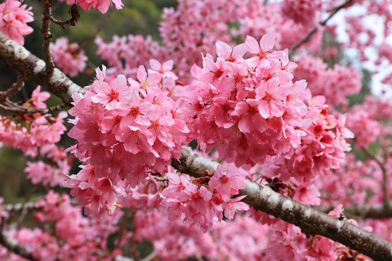 杉林溪旅遊攻略｜探索隱藏的自然秘境與在地美食