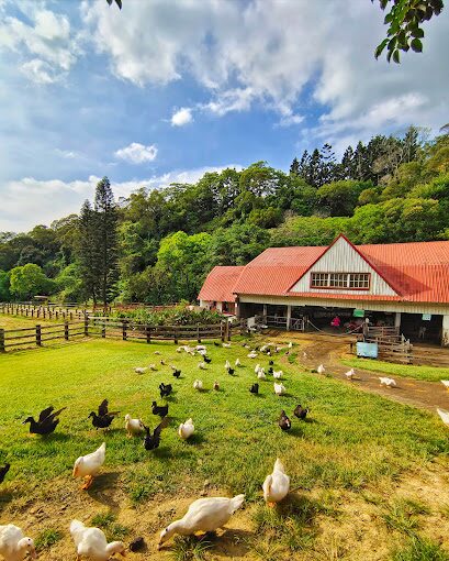 苗栗飛牛牧場必玩攻略｜絕對不能錯過的活動與景點