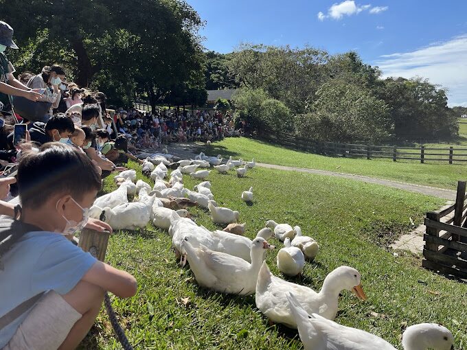 I苗栗飛牛牧場必玩攻略｜絕對不能錯過的活動與景點