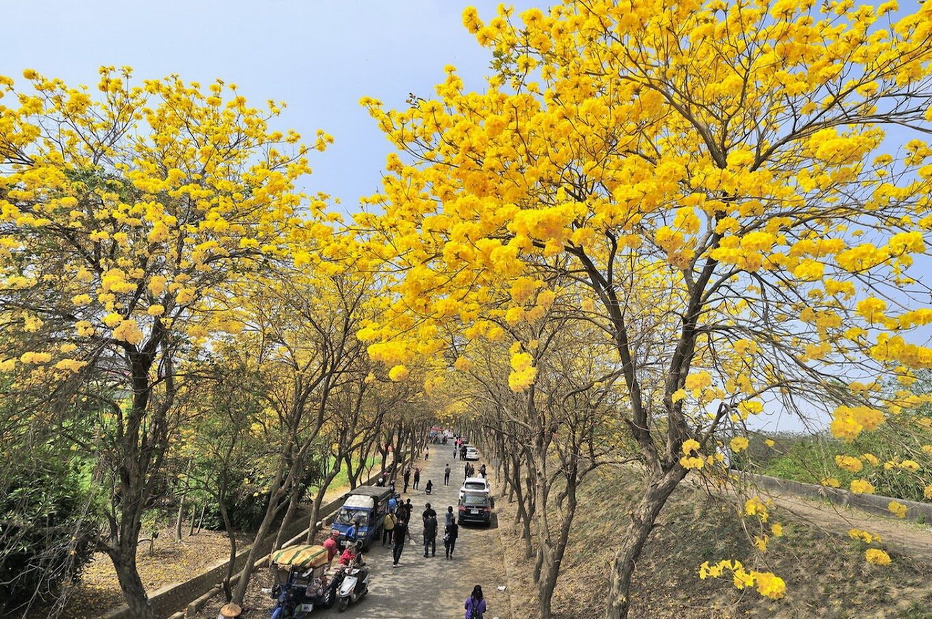 黃花風鈴木旅遊指南：揭開秘境景點與最佳觀賞時機