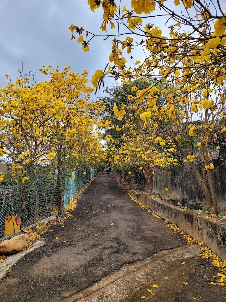 黃花風鈴木旅遊指南：揭開秘境景點與最佳觀賞時機