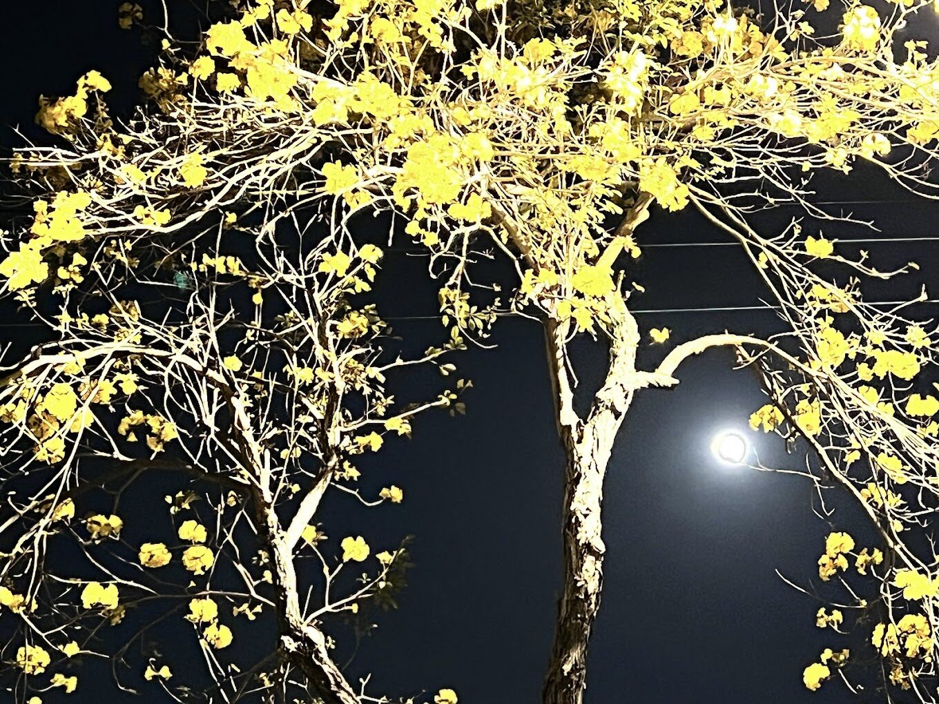 黃花風鈴木旅遊指南：揭開秘境景點與最佳觀賞時機