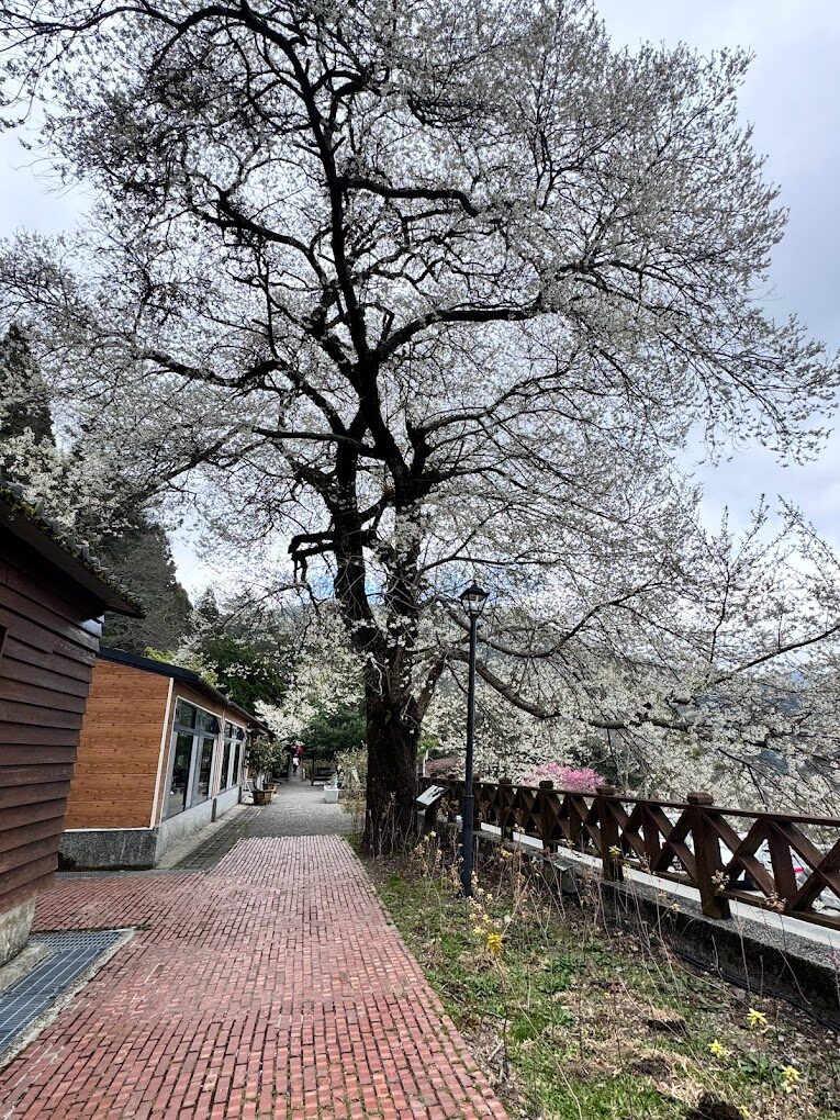 觀霧山莊：必知的住宿理由，讓您的旅程無遺憾