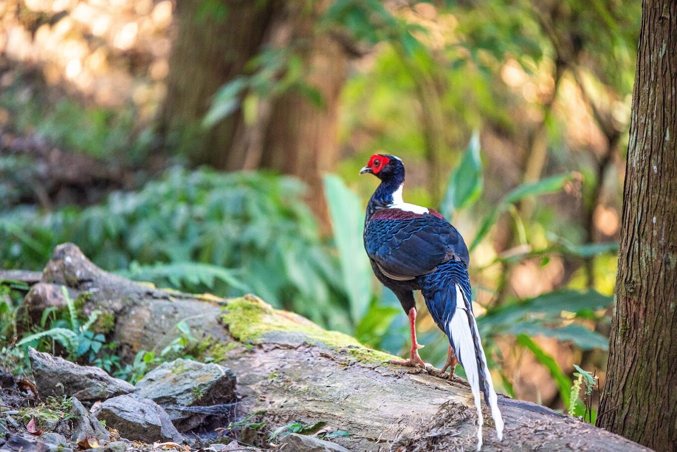 必去！大雪山戶外活動推薦（含交通攻略與注意事項）