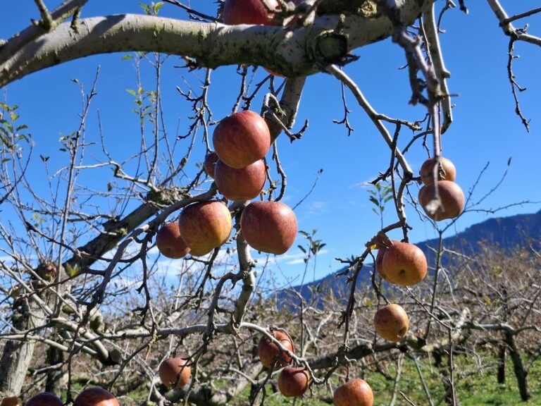 福壽山農場秘境探險：2025年秋季必遊的隱藏景點