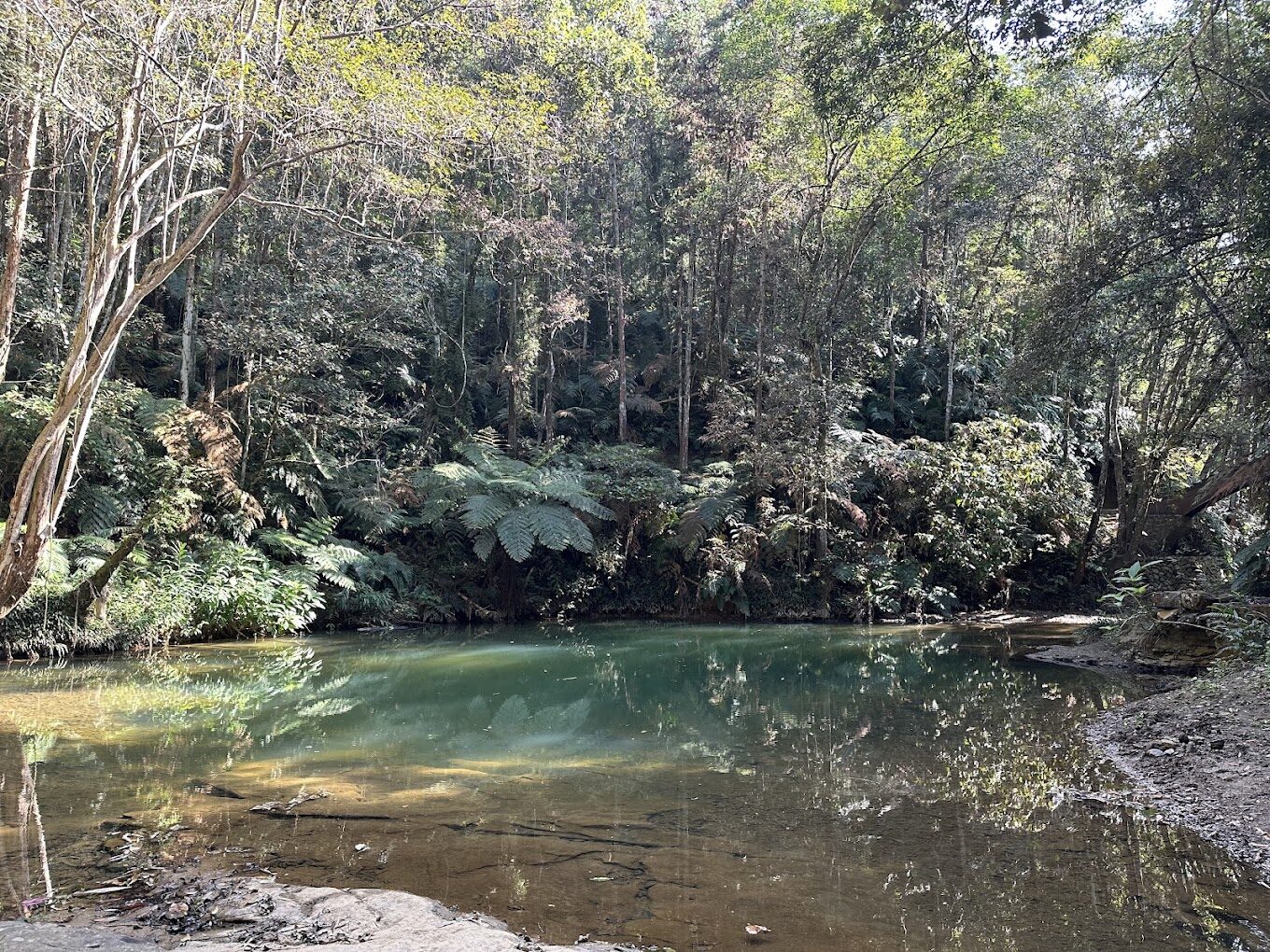 【2025最新】探索澀水森林步道的理由｜遠離城市喧囂的世外桃源