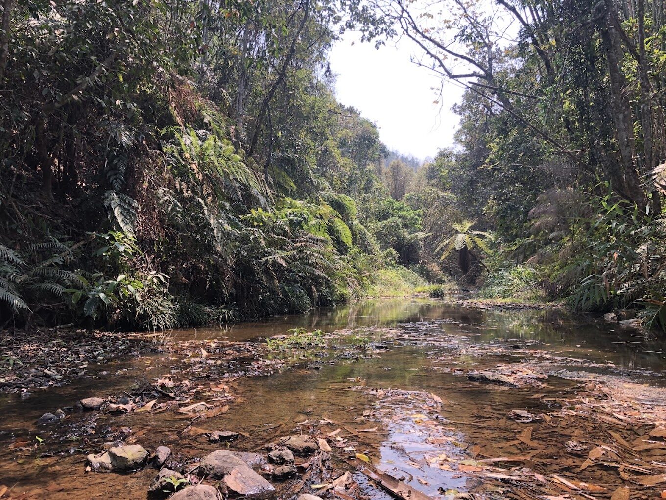【2025最新】探索澀水森林步道的理由｜遠離城市喧囂的世外桃源