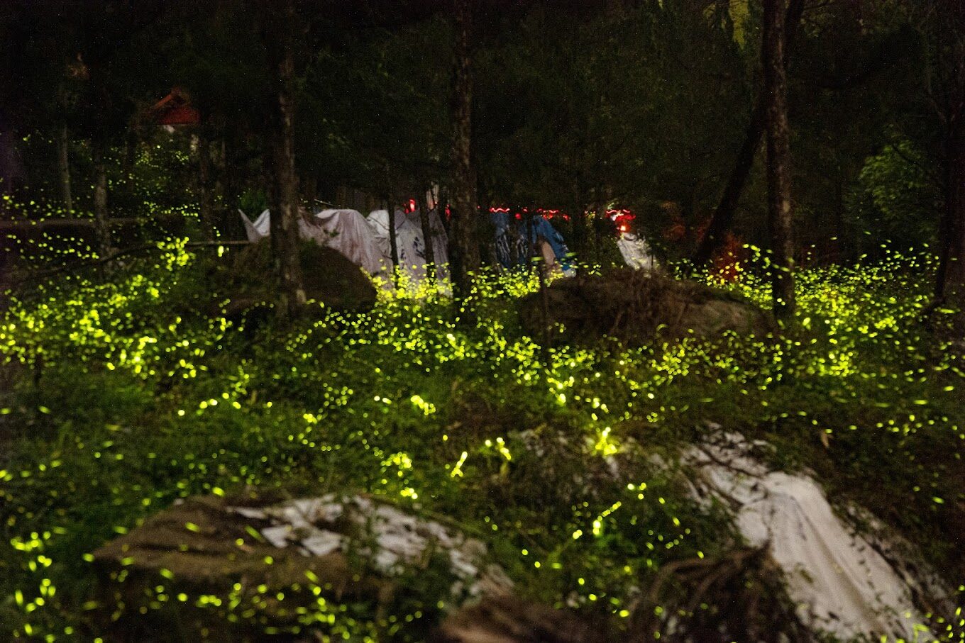 螢火蟲季：絕對不能錯過的景點推薦（2025更新）