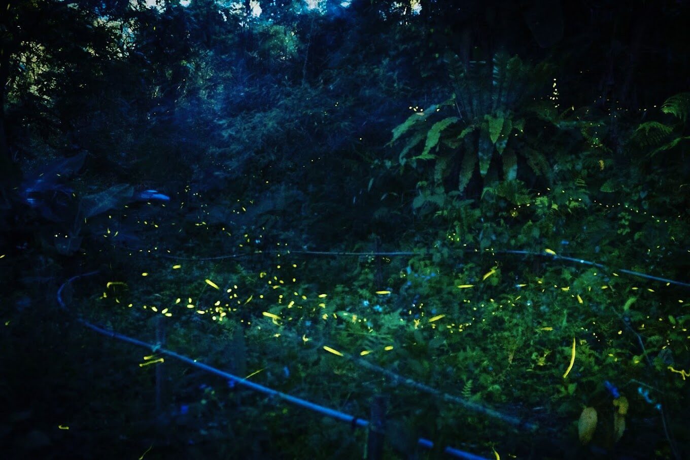 螢火蟲季：絕對不能錯過的景點推薦（2025更新）
