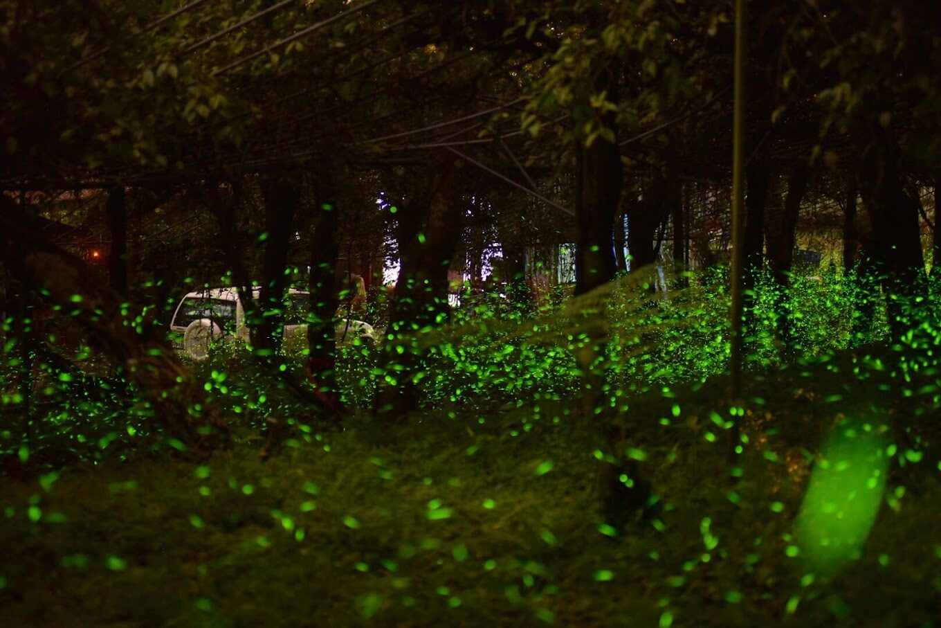 螢火蟲季：絕對不能錯過的景點推薦（2025更新）