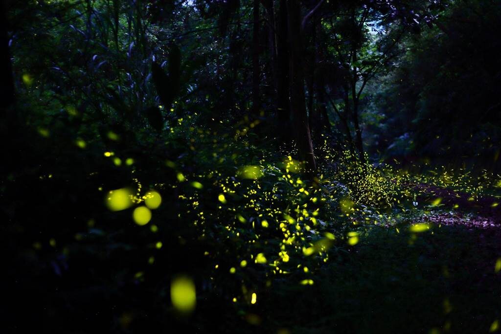 螢火蟲季：絕對不能錯過的景點推薦（2025更新）