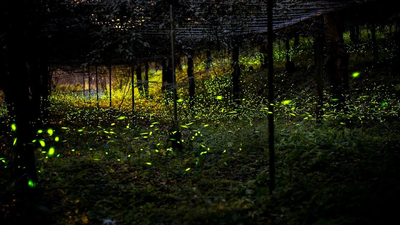 螢火蟲季：絕對不能錯過的景點推薦（2025更新）