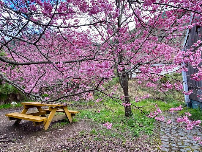 【2025】武陵農場住宿全攻略!你絕對不能錯過的體驗