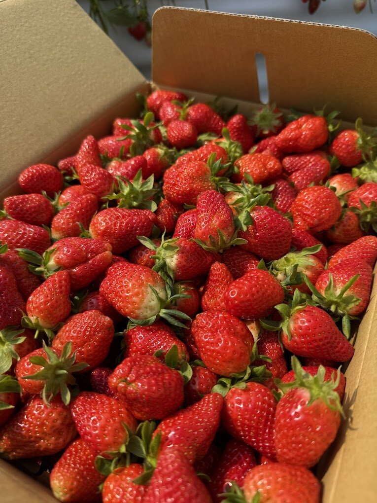 大湖草莓旅遊指南｜不容錯過的品嚐熱點