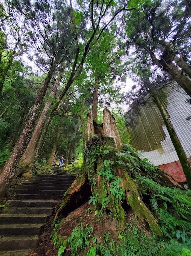 【2025最新】溪頭森林遊樂區必遊景點推薦｜不可錯過的自然奇觀