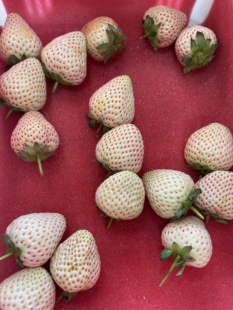 【2025】不踩雷的採草莓秘技｜讓你的旅遊行程更加完美