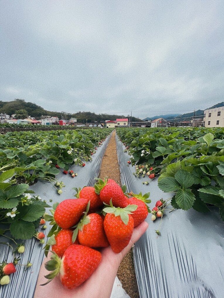 【2025】不踩雷的採草莓秘技｜讓你的旅遊行程更加完美