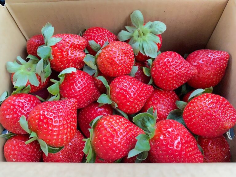 【2025】不踩雷的採草莓秘技｜讓你的旅遊行程更加完美