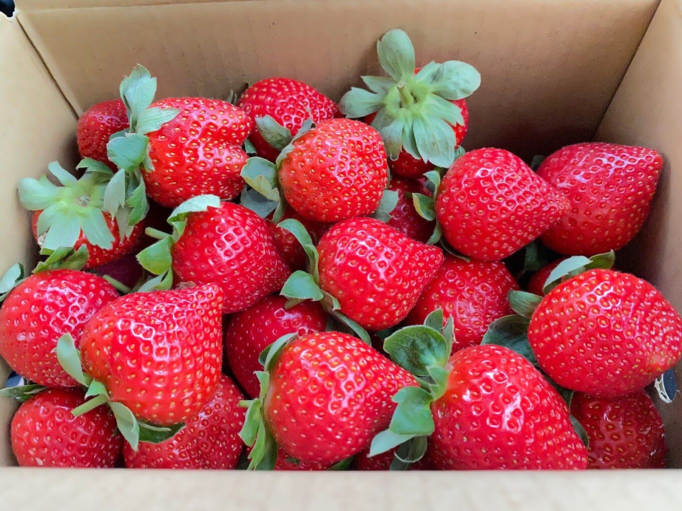 【2025】不踩雷的採草莓秘技｜讓你的旅遊行程更加完美