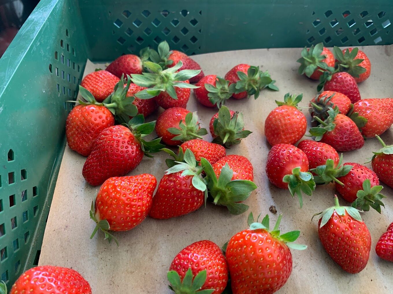 大湖採草莓必知技巧｜如何避開常見的採摘陷阱？