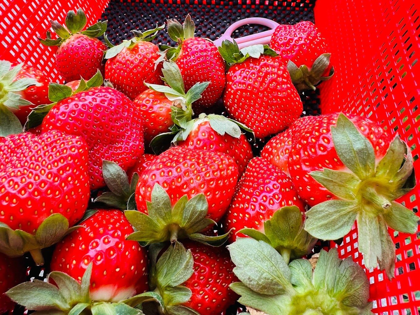 大湖採草莓必知技巧｜如何避開常見的採摘陷阱？