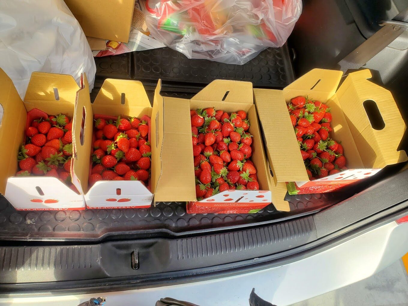 大湖採草莓必知技巧｜如何避開常見的採摘陷阱？